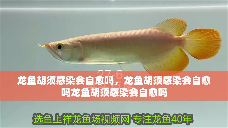 龍魚胡須感染會自愈嗎，龍魚胡須感染會自愈嗎龍魚胡須感染會自愈嗎 龍魚胡須感染會自愈嗎，龍魚胡須感染會自愈嗎龍魚胡須感染會自愈嗎 龍魚百科
