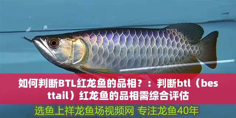 如何判斷BTL紅龍魚的品相？：判斷btl（besttail）紅龍魚的品相需綜合評估