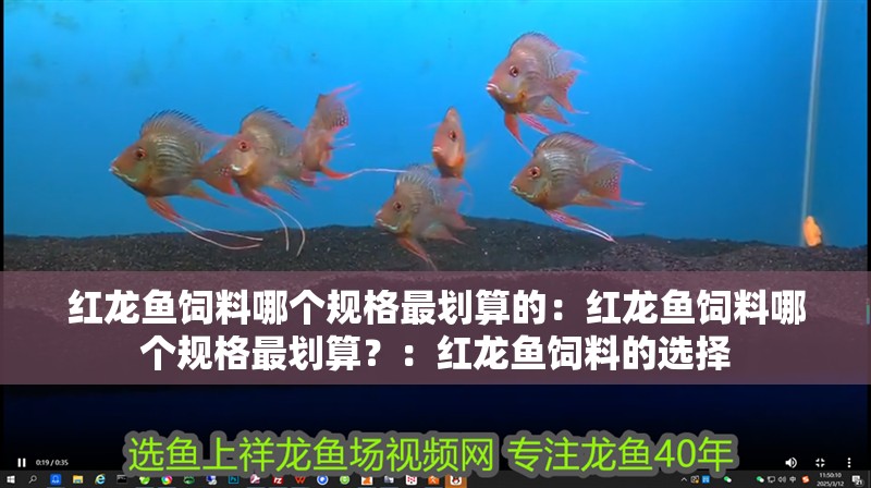 紅龍魚飼料哪個規格最劃算的：紅龍魚飼料哪個規格最劃算？：紅龍魚飼料的選擇