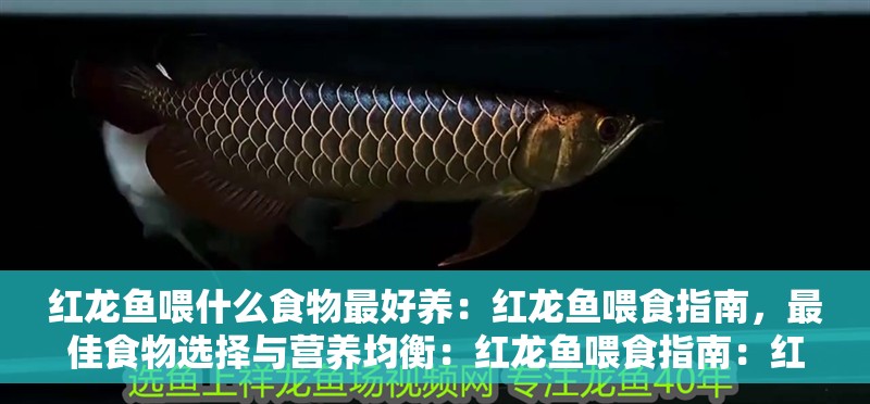紅龍魚喂什么食物最好養(yǎng)：紅龍魚喂食指南，最佳食物選擇與營養(yǎng)均衡：紅龍魚喂食指南：紅龍魚喂食指南，紅龍魚喂食指南
