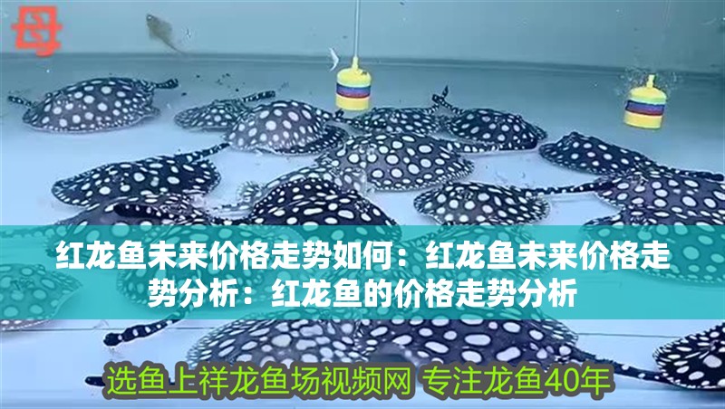 紅龍魚未來價格走勢如何：紅龍魚未來價格走勢分析：紅龍魚的價格走勢分析