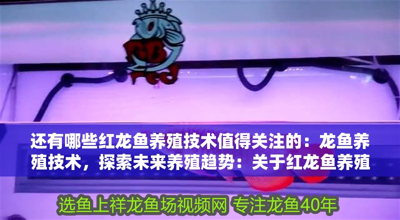 還有哪些紅龍魚(yú)養(yǎng)殖技術(shù)值得關(guān)注的：龍魚(yú)養(yǎng)殖技術(shù)，探索未來(lái)養(yǎng)殖趨勢(shì)：關(guān)于紅龍魚(yú)養(yǎng)殖的幾個(gè)關(guān)鍵技術(shù)點(diǎn)