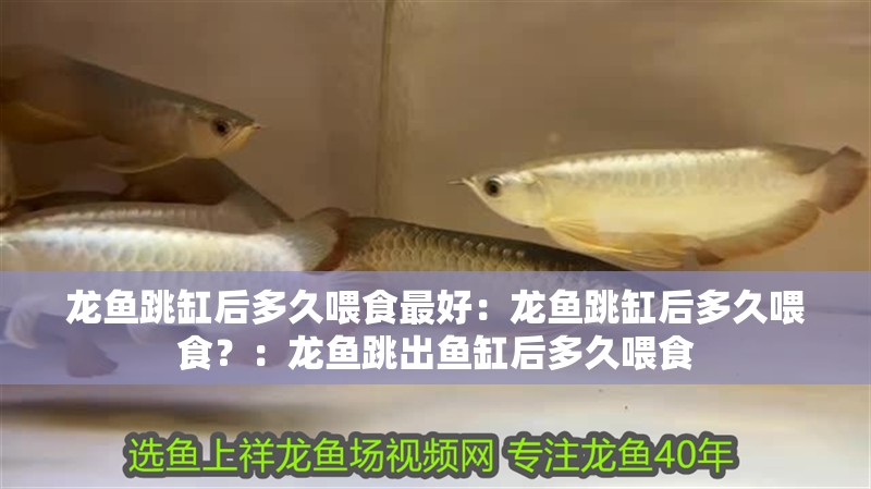 龍魚跳缸后多久喂食最好：龍魚跳缸后多久喂食？：龍魚跳出魚缸后多久喂食