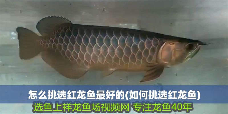 怎么挑選紅龍魚最好的(如何挑選紅龍魚)