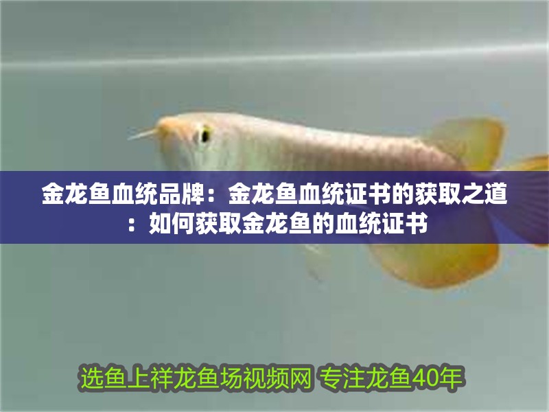 金龍魚血統品牌：金龍魚血統證書的獲取之道：如何獲取金龍魚的血統證書