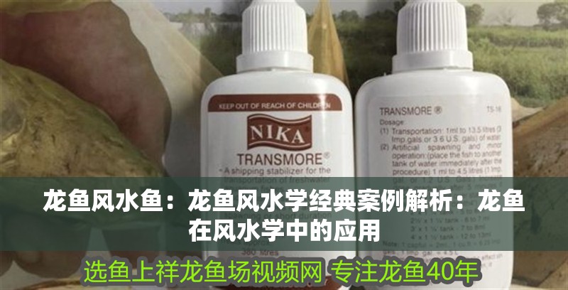 龍魚風水魚：龍魚風水學經(jīng)典案例解析：龍魚在風水學中的應用