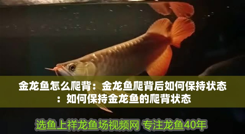 金龍魚怎么爬背：金龍魚爬背后如何保持狀態：如何保持金龍魚的爬背狀態