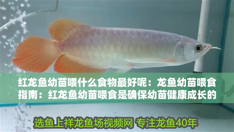 紅龍魚幼苗喂什么食物最好呢：龍魚幼苗喂食指南：紅龍魚幼苗喂食是確保幼苗健康成長的關(guān)鍵因素之一