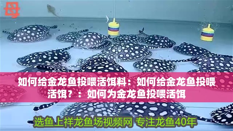 如何給金龍魚投喂活餌料：如何給金龍魚投喂活餌？：如何為金龍魚投喂活餌