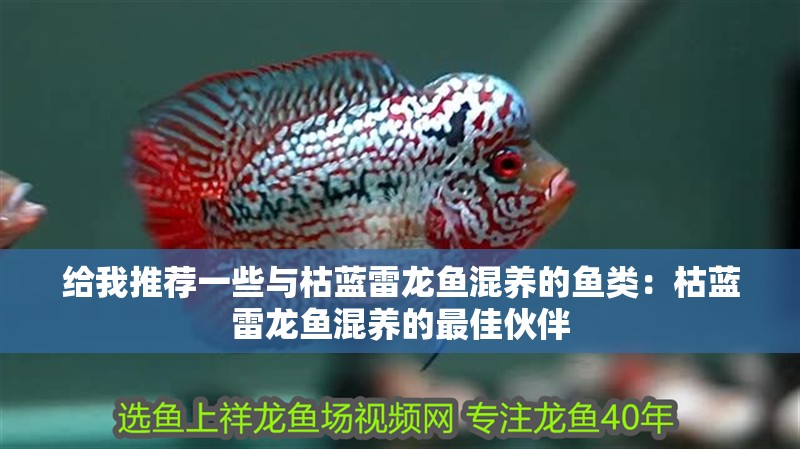 給我推薦一些與枯藍雷龍魚混養的魚類：枯藍雷龍魚混養的最佳伙伴
