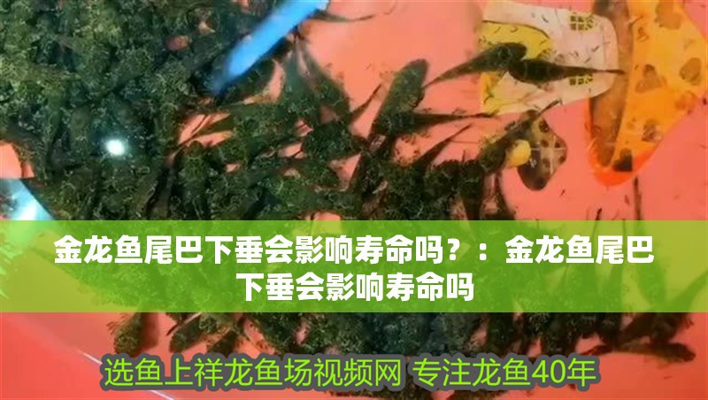 金龍魚尾巴下垂會(huì)影響壽命嗎？：金龍魚尾巴下垂會(huì)影響壽命嗎