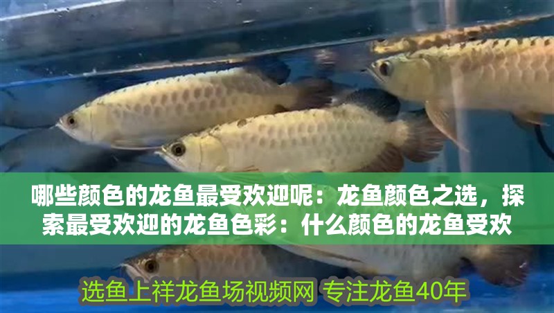 哪些顏色的龍魚最受歡迎呢：龍魚顏色之選，探索最受歡迎的龍魚色彩：什么顏色的龍魚受歡迎