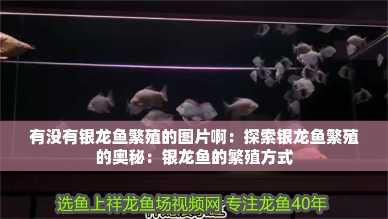 有沒有銀龍魚繁殖的圖片?。禾剿縻y龍魚繁殖的奧秘：銀龍魚的繁殖方式