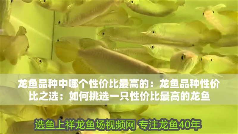 龍魚品種中哪個性價比最高的：龍魚品種性價比之選：如何挑選一只性價比最高的龍魚