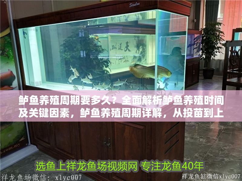 鱸魚養(yǎng)殖周期要多久？全面解析鱸魚養(yǎng)殖時間及關鍵因素，鱸魚養(yǎng)殖周期詳解，從投苗到上市的關鍵時間與影響因素