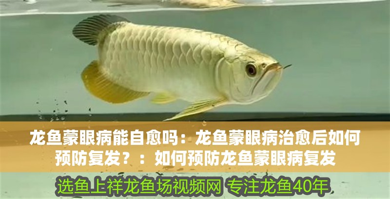 龍魚蒙眼病能自愈嗎：龍魚蒙眼病治愈后如何預防復發(fā)？：如何預防龍魚蒙眼病復發(fā)