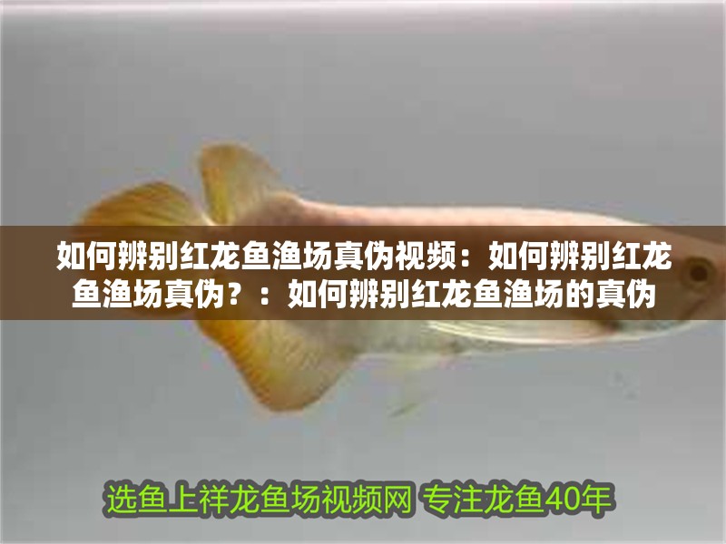 如何辨別紅龍魚漁場真偽視頻：如何辨別紅龍魚漁場真偽？：如何辨別紅龍魚漁場的真偽