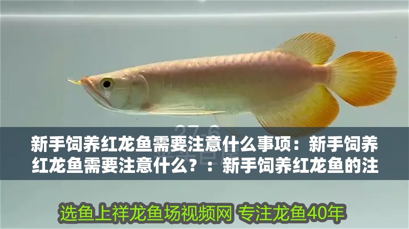 新手飼養紅龍魚需要注意什么事項：新手飼養紅龍魚需要注意什么？：新手飼養紅龍魚的注意事項