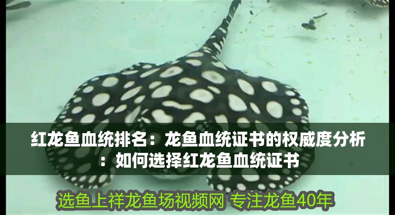紅龍魚血統排名：龍魚血統證書的權威度分析：如何選擇紅龍魚血統證書