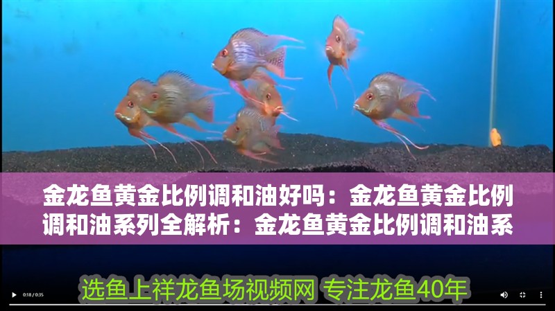 金龍魚黃金比例調和油好嗎：金龍魚黃金比例調和油系列全解析：金龍魚黃金比例調和油系列