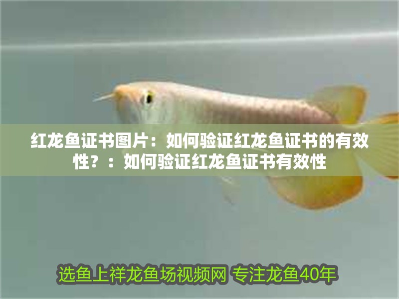 紅龍魚證書圖片：如何驗證紅龍魚證書的有效性？：如何驗證紅龍魚證書有效性