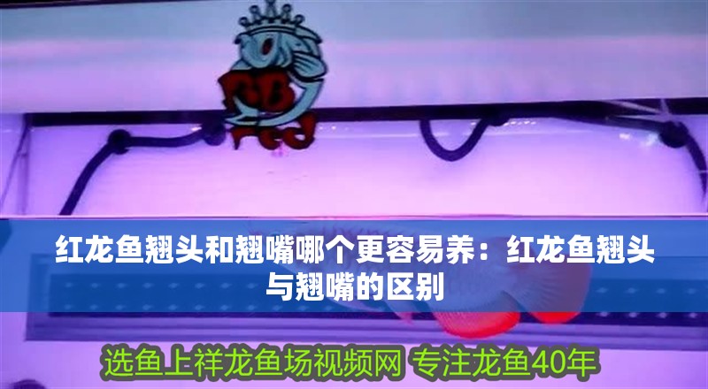 紅龍魚翹頭和翹嘴哪個更容易養：紅龍魚翹頭與翹嘴的區別