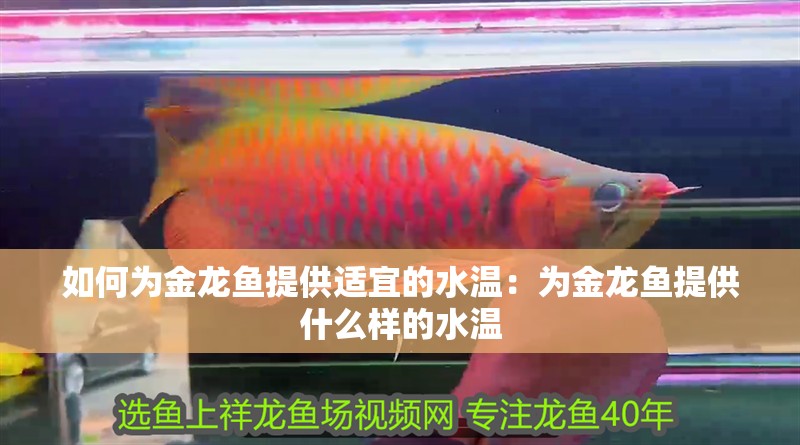 如何為金龍魚(yú)提供適宜的水溫：為金龍魚(yú)提供什么樣的水溫
