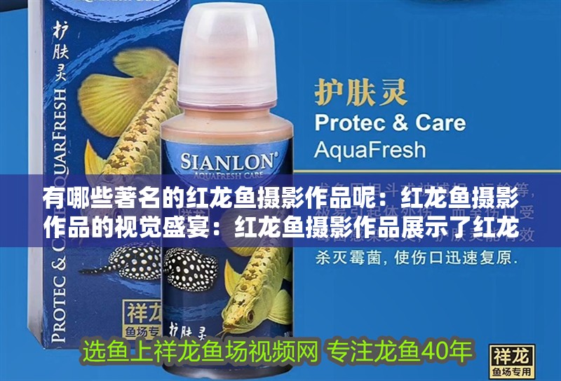 有哪些著名的紅龍魚攝影作品呢：紅龍魚攝影作品的視覺盛宴：紅龍魚攝影作品展示了紅龍魚的美麗與神秘的自然之美