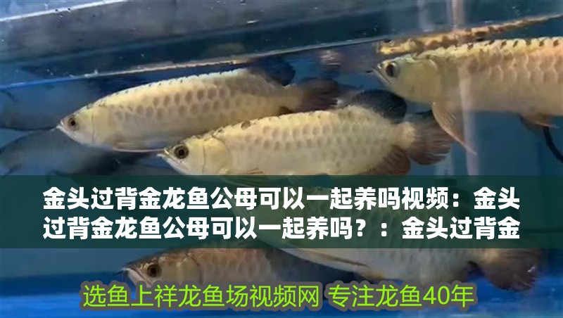 金頭過背金龍魚公母可以一起養(yǎng)嗎視頻：金頭過背金龍魚公母可以一起養(yǎng)嗎？：金頭過背金龍魚與其他魚類混養(yǎng)
