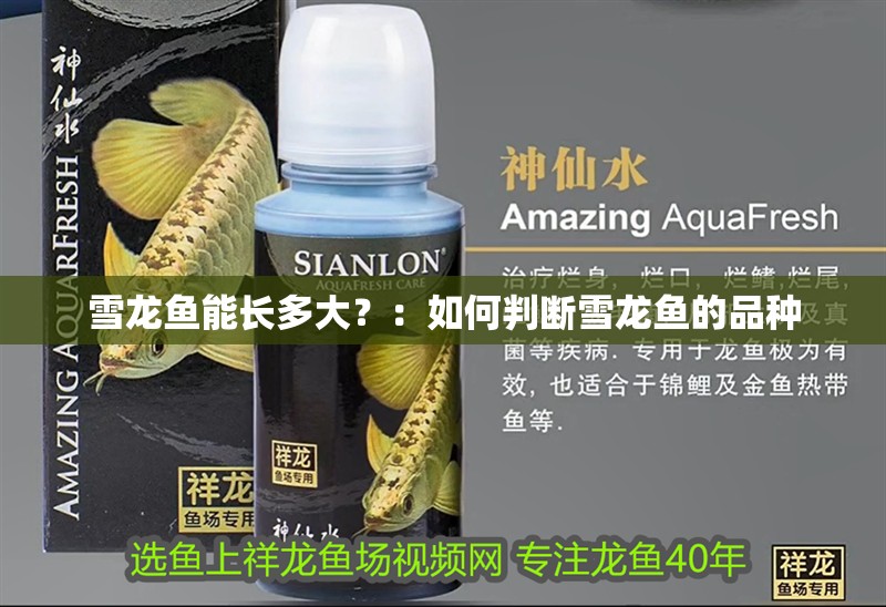 雪龍魚能長多大？：如何判斷雪龍魚的品種