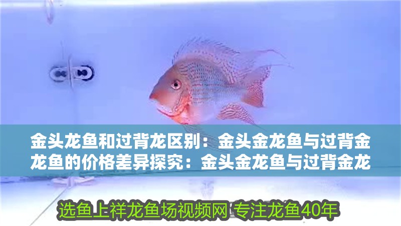 金頭龍魚和過背龍區別：金頭金龍魚與過背金龍魚的價格差異探究：金頭金龍魚與過背金龍魚的價格差異