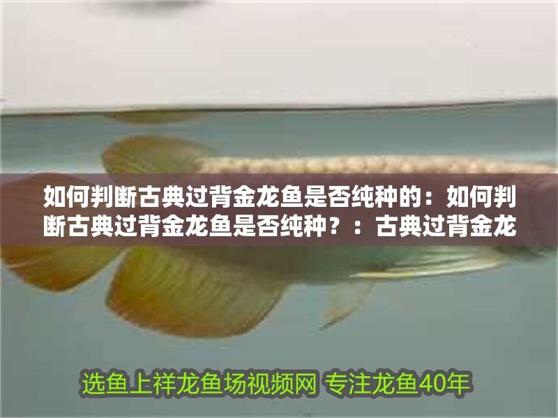 如何判斷古典過(guò)背金龍魚(yú)是否純種的：如何判斷古典過(guò)背金龍魚(yú)是否純種？：古典過(guò)背金龍魚(yú)是否純種