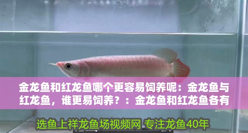 金龍魚和紅龍魚哪個更容易飼養(yǎng)呢：金龍魚與紅龍魚，誰更易飼養(yǎng)？：金龍魚和紅龍魚各有千秋