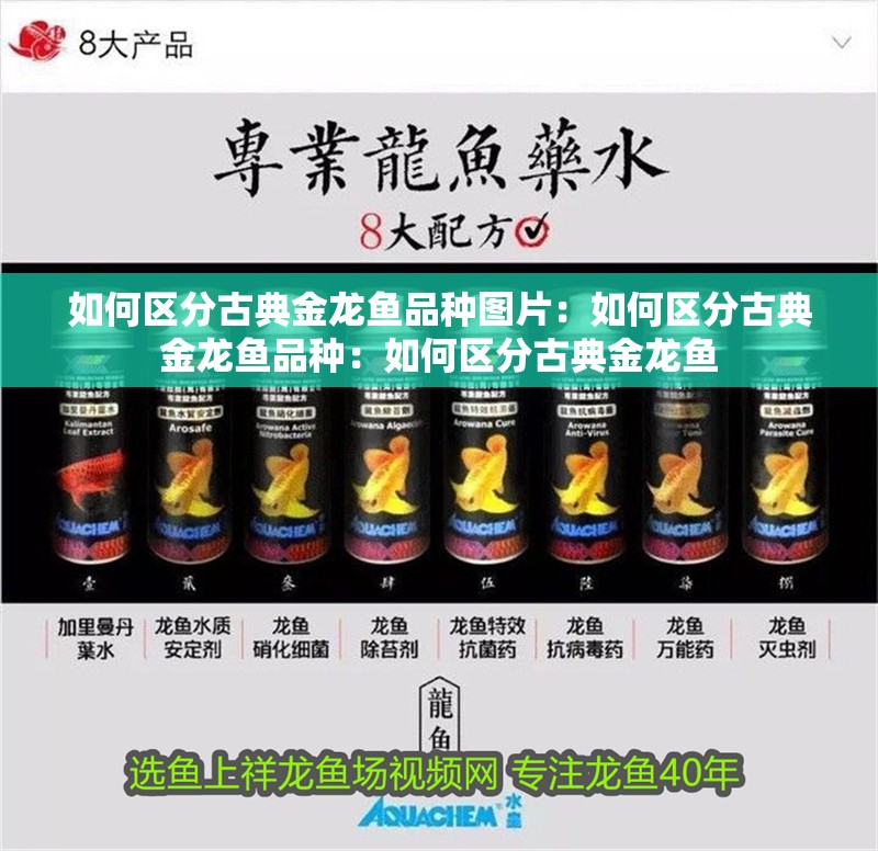 如何區(qū)分古典金龍魚(yú)品種圖片：如何區(qū)分古典金龍魚(yú)品種：如何區(qū)分古典金龍魚(yú)