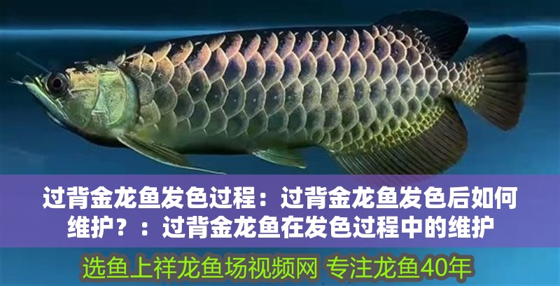 過(guò)背金龍魚(yú)發(fā)色過(guò)程：過(guò)背金龍魚(yú)發(fā)色后如何維護(hù)？：過(guò)背金龍魚(yú)在發(fā)色過(guò)程中的維護(hù)