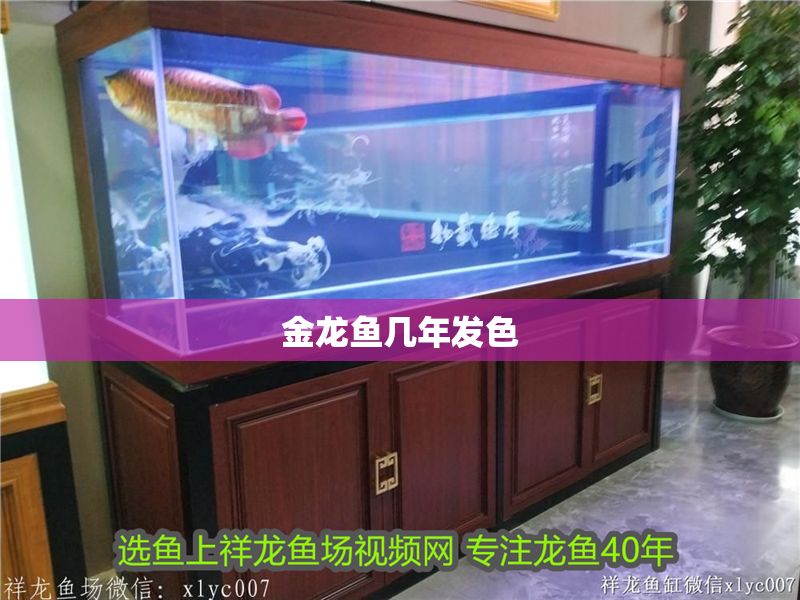 金龍魚幾年發(fā)色