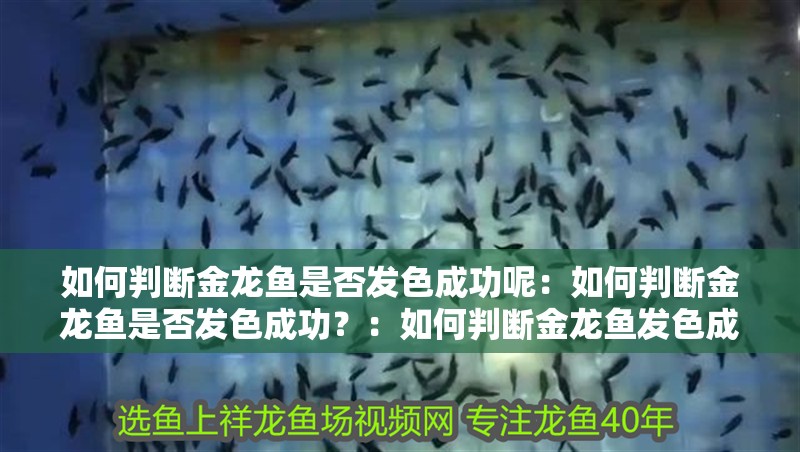 如何判斷金龍魚是否發(fā)色成功呢：如何判斷金龍魚是否發(fā)色成功？：如何判斷金龍魚發(fā)色成功與否