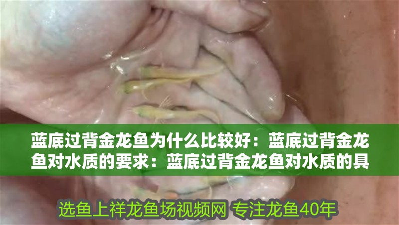 藍底過背金龍魚為什么比較好：藍底過背金龍魚對水質的要求：藍底過背金龍魚對水質的具體要求