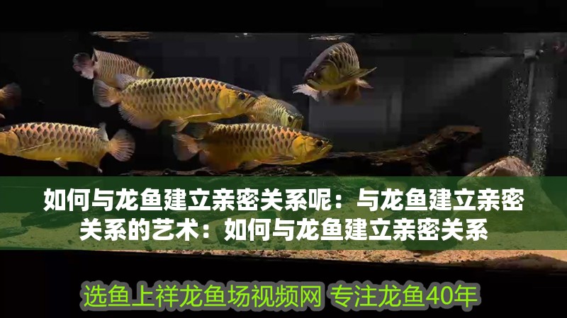 如何與龍魚建立親密關系呢：與龍魚建立親密關系的藝術：如何與龍魚建立親密關系