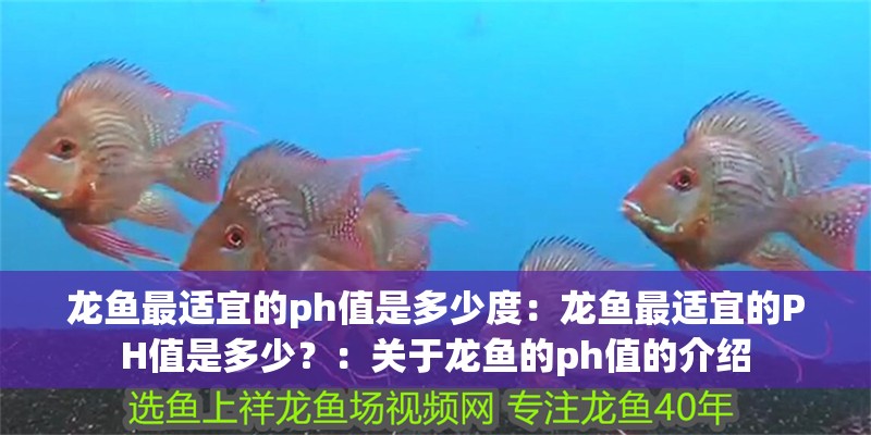 龍魚最適宜的ph值是多少度：龍魚最適宜的PH值是多少？：關(guān)于龍魚的ph值的介紹