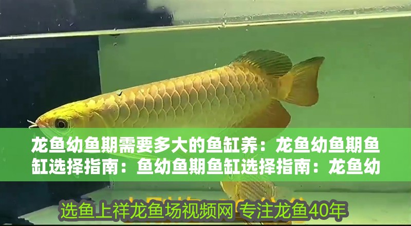 龍魚幼魚期需要多大的魚缸養(yǎng)：龍魚幼魚期魚缸選擇指南：魚幼魚期魚缸選擇指南：龍魚幼魚期魚缸選擇指南