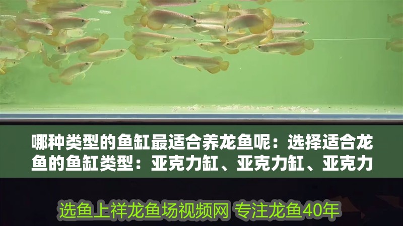 哪種類型的魚缸最適合養(yǎng)龍魚呢：選擇適合龍魚的魚缸類型：亞克力缸、亞克力缸、亞克力缸、亞克力缸、亞克力缸 哪種類型的魚缸最適合養(yǎng)龍魚呢：選擇適合龍魚的魚缸類型：亞克力缸、亞克力缸、亞克力缸、亞克力缸、亞克力缸 水族問答