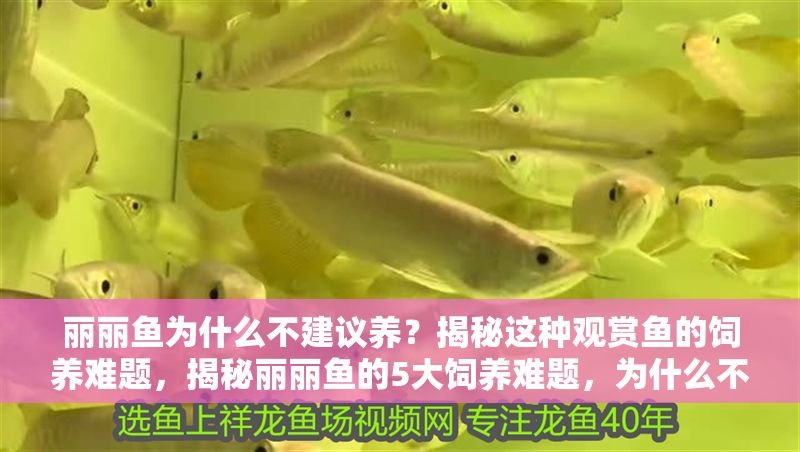 麗麗魚為什么不建議養？揭秘這種觀賞魚的飼養難題，揭秘麗麗魚的5大飼養難題，為什么不建議新手養？