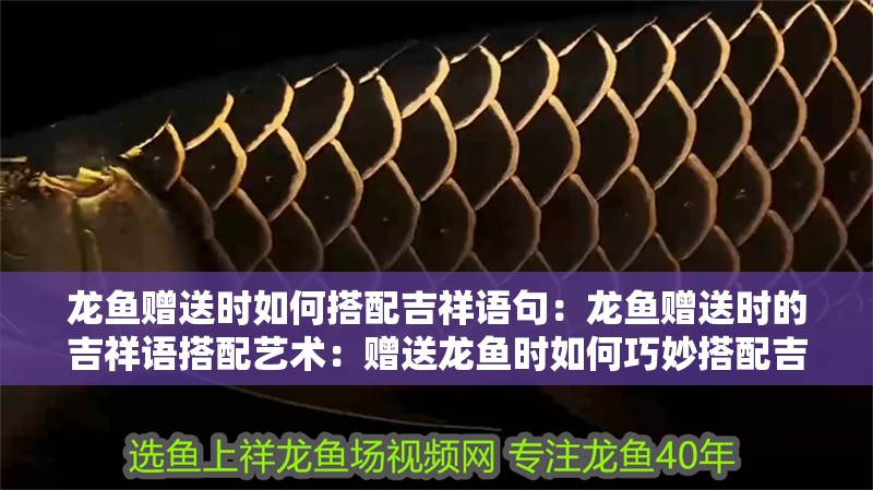 龍魚贈送時如何搭配吉祥語句：龍魚贈送時的吉祥語搭配藝術：贈送龍魚時如何巧妙搭配吉祥語