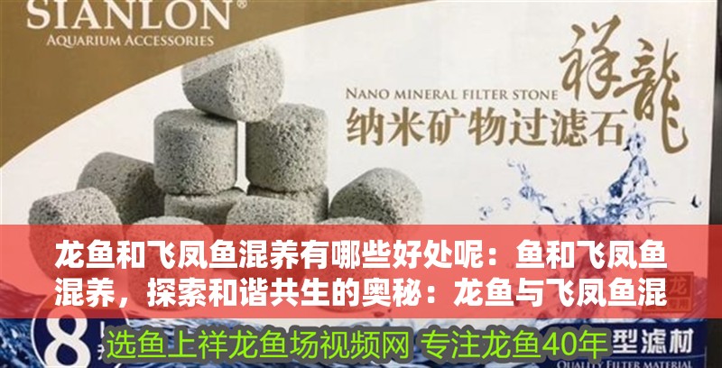 龍魚和飛鳳魚混養有哪些好處呢：魚和飛鳳魚混養，探索和諧共生的奧秘：龍魚與飛鳳魚混養的好處