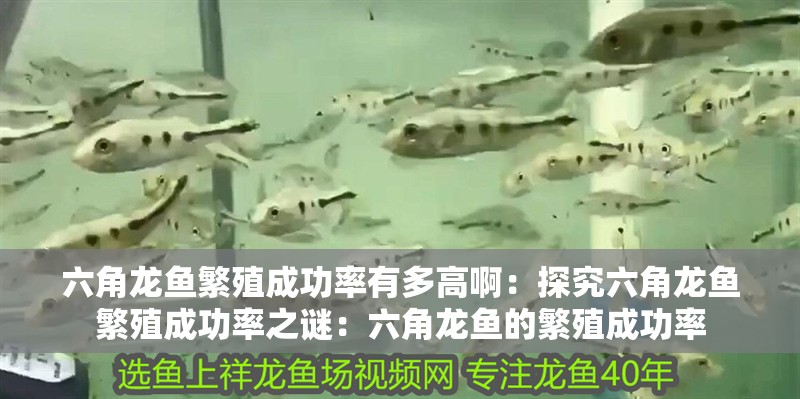 六角龍魚繁殖成功率有多高啊：探究六角龍魚繁殖成功率之謎：六角龍魚的繁殖成功率