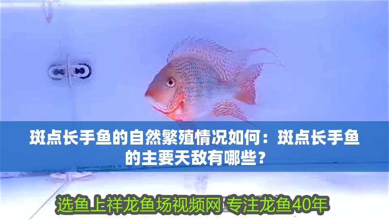 斑點(diǎn)長手魚的自然繁殖情況如何：斑點(diǎn)長手魚的主要天敵有哪些？