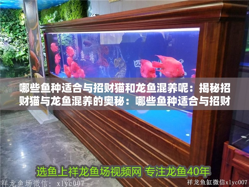 哪些魚種適合與招財貓和龍魚混養呢：揭秘招財貓與龍魚混養的奧秘：哪些魚種適合與招財貓和龍魚混養