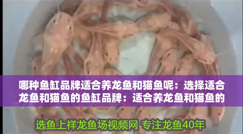 哪種魚缸品牌適合養龍魚和貓魚呢：選擇適合龍魚和貓魚的魚缸品牌：適合養龍魚和貓魚的魚缸品牌