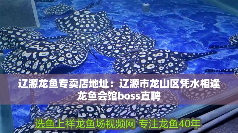遼源龍魚專賣店地址：遼源市龍山區憑水相逢龍魚會館boss直聘